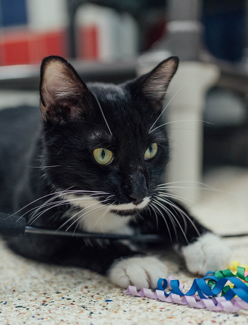 tux2(1)