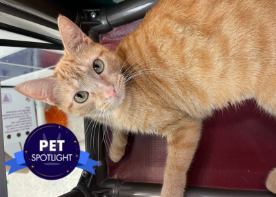 Houston Humane Society | Twinkie