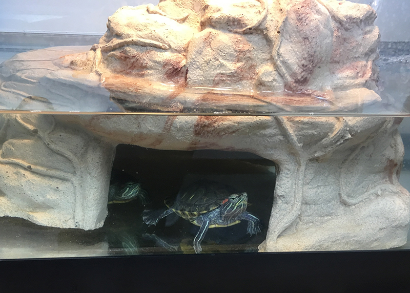two-red-eared-sliders-are-settling-in-nicely-now