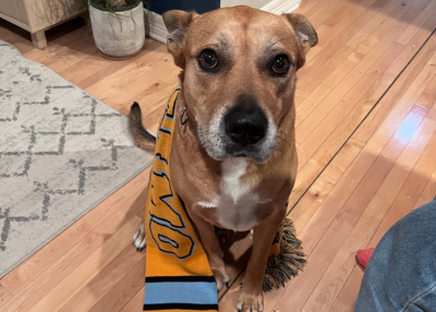 Houston Humane Society | Tyler's Happy Tail