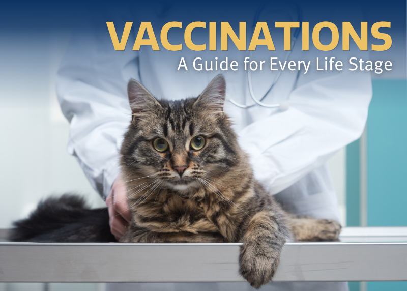 Houston Humane Society | Keeping Your Pet’s Vaccinations on Schedule: A Guide for Every Life Stage