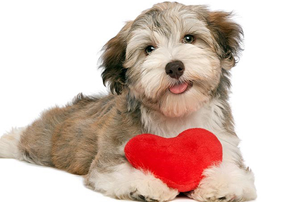 Houston Humane Society | Valentine's Day Safety Tips