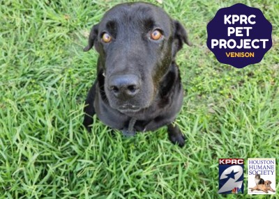Houston Humane Society | Venison