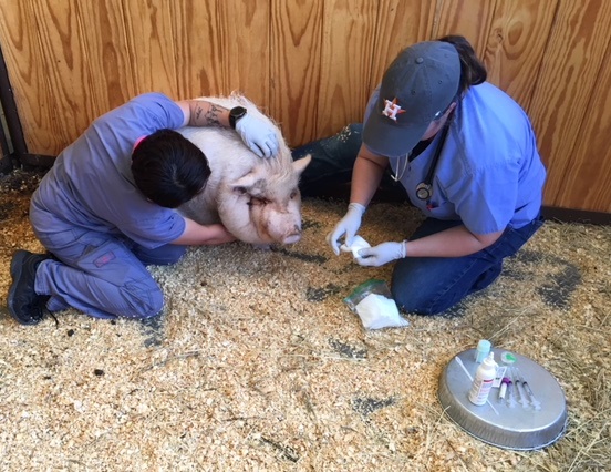 vet-staff-at-hhs-sedated-a-pig-seized-on-may-1-sh