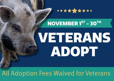 Houston Humane Society | Veterans Adopt