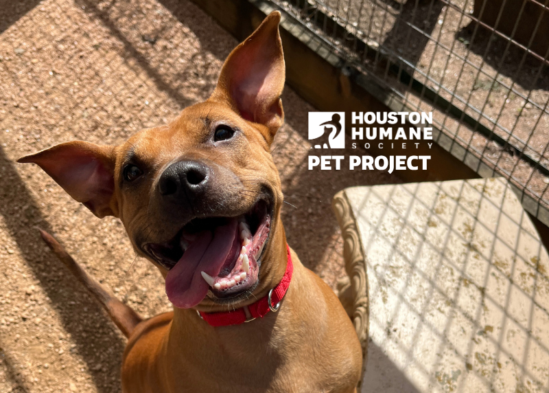 Houston Humane Society | Vienna