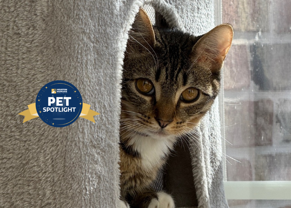 Houston Humane Society | Violet