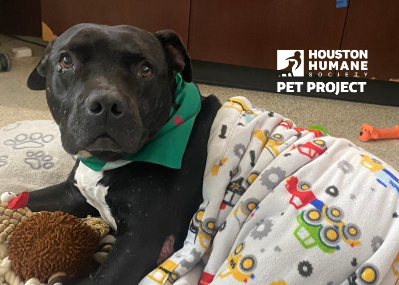 Houston Humane Society | Vito