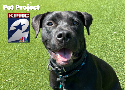Houston Humane Society | Wally
