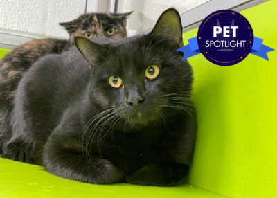Houston Humane Society | Wasabi