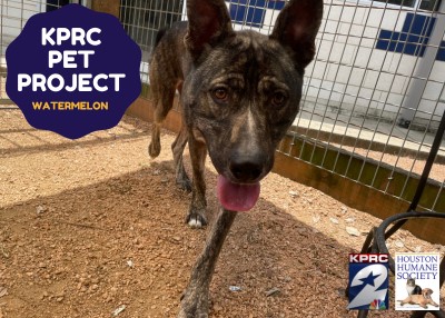 Houston Humane Society | Watermelon