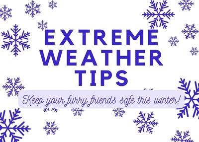 Houston Humane Society | Extreme Weather Alert