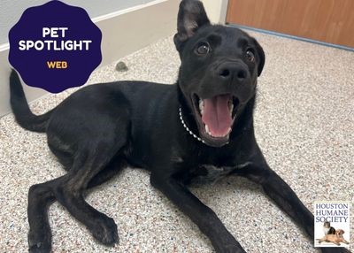 Houston Humane Society | Web