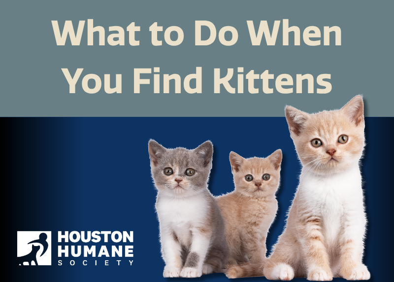 Houston Humane Society | What to Do When You Find Kittens