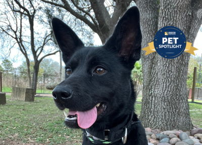 Houston Humane Society | Wheat