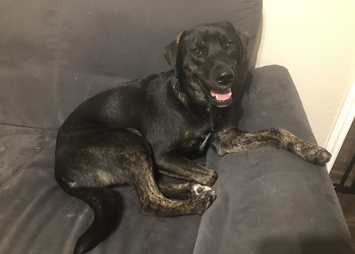 Houston Humane Society | Happy Tail William