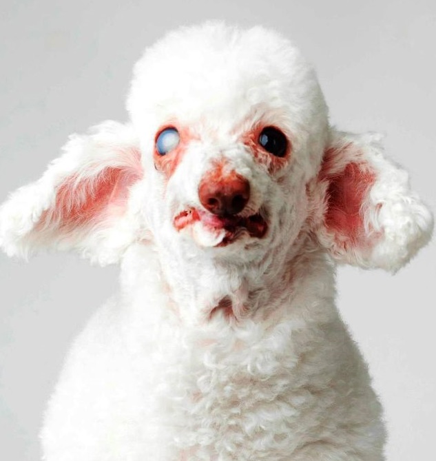 wilma-mascot