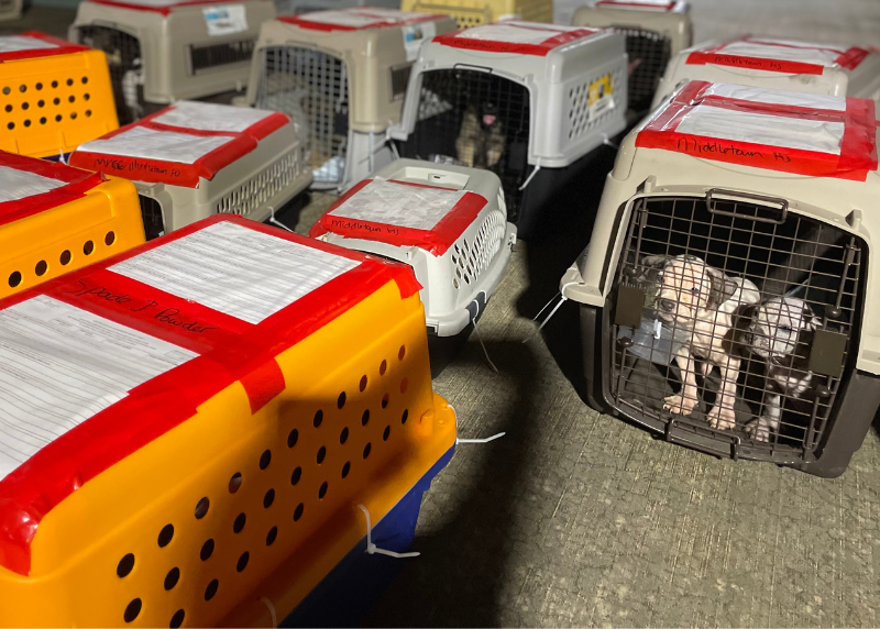 Houston Humane Society | Wings of Rescue: Flying 52 HHS Pets Toward Brighter Futures