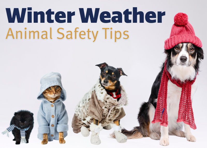 Houston Humane Society | Extreme Winter Weather Alert