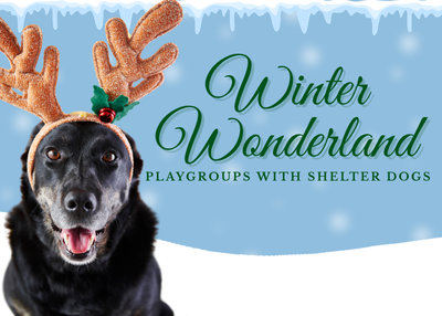Houston Humane Society | Winter Wonderland Playgroups