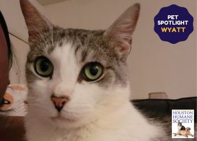 Houston Humane Society | Wyatt