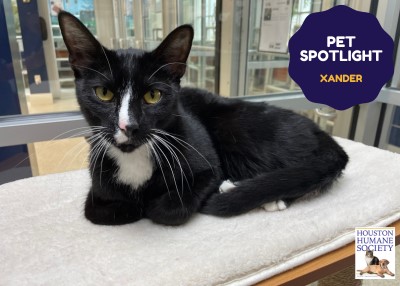 Houston Humane Society | Xander