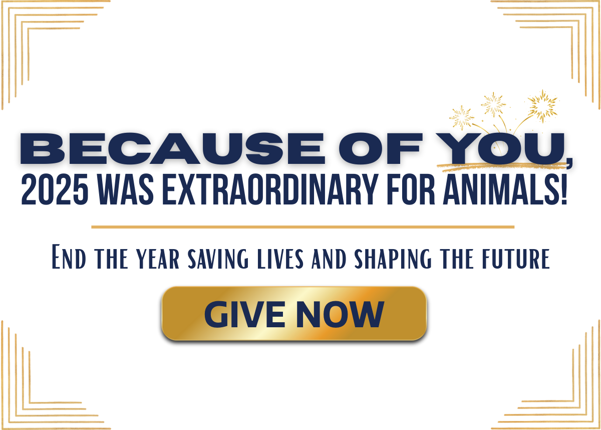 Houston Humane Society | Year End Giving