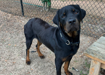 Houston Humane Society | Yoda's Happy Tail
