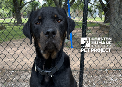 Houston Humane Society | Yoda