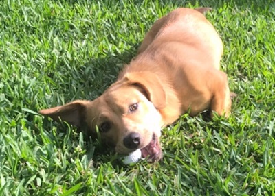 Houston Humane Society | Happy Tail Yoda