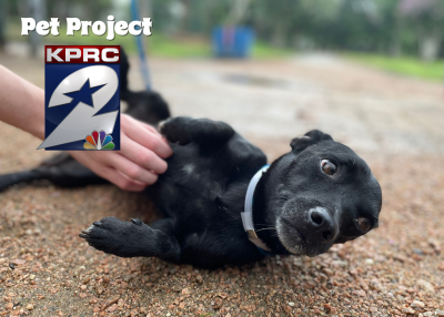 Houston Humane Society | Yogi