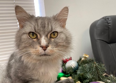 Houston Humane Society | Beloved Zach