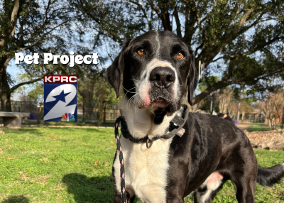 Houston Humane Society | Zeus